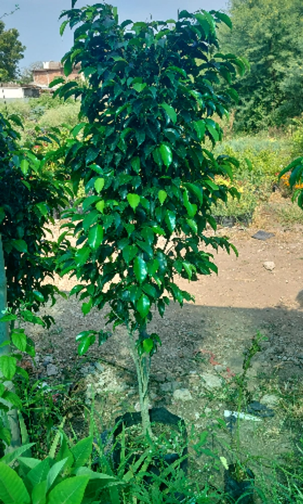 Black Ficus (Large)