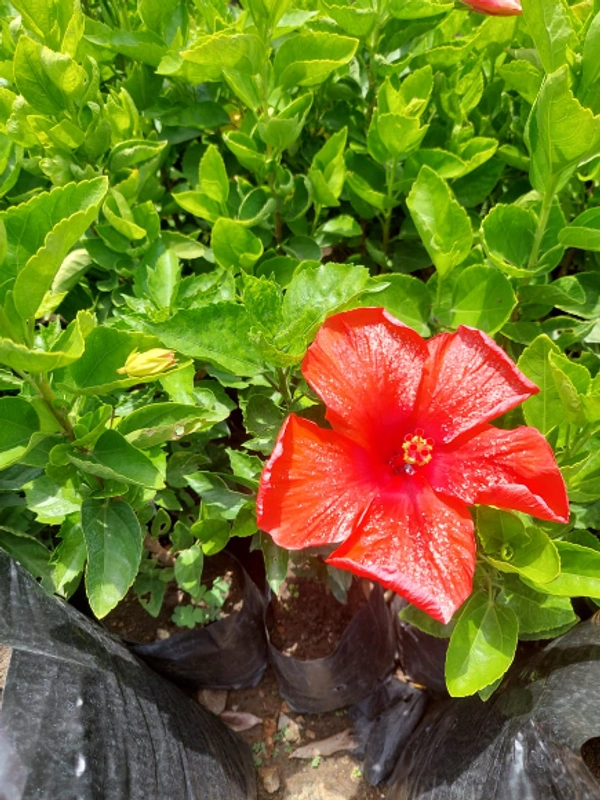 Hibiscus (China-rose)