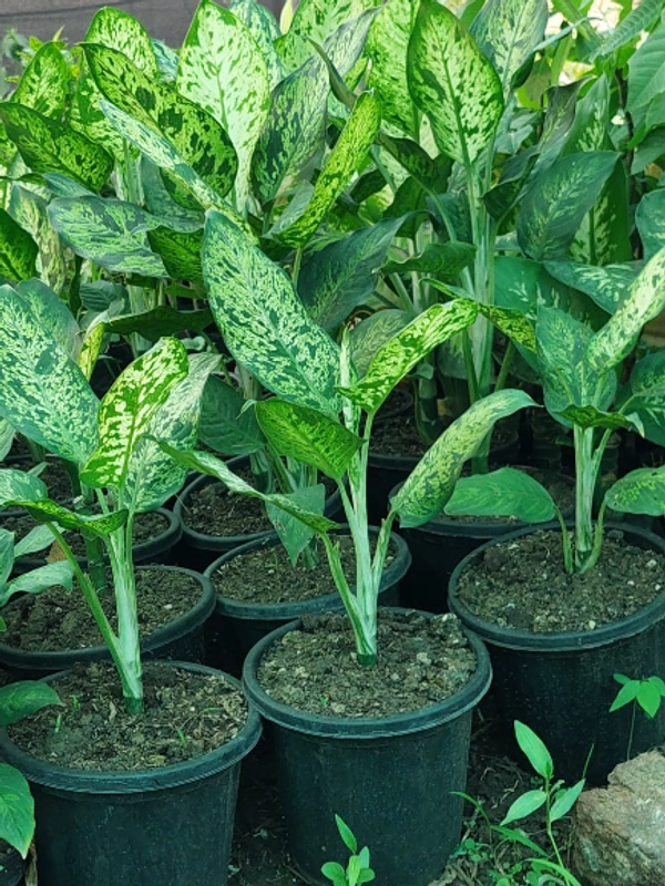 Aglaonema