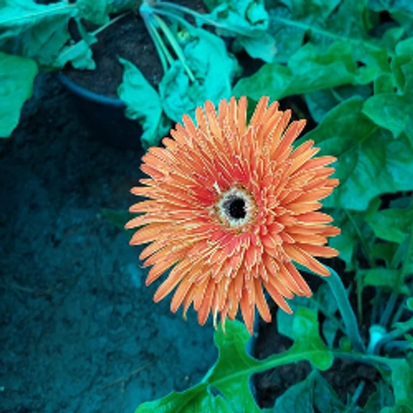 Gerbera Daisy