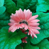 Gerbera Daisy