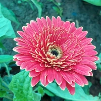 Gerbera Daisy