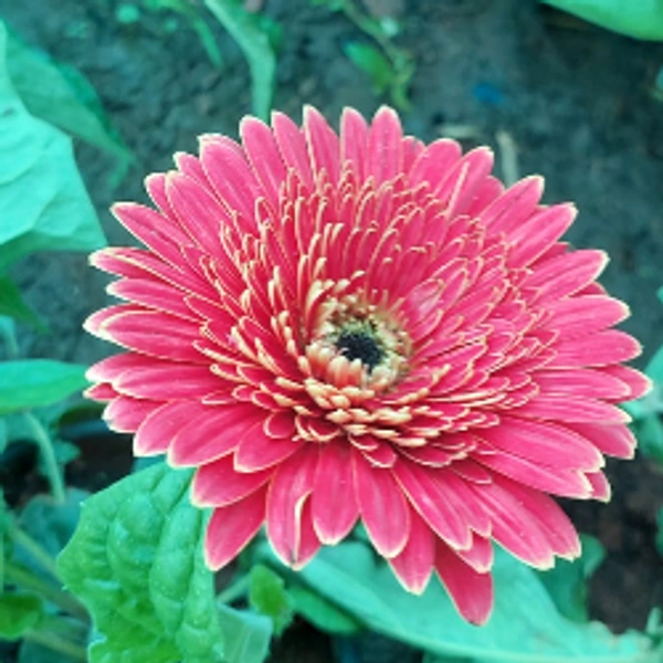 Gerbera Daisy