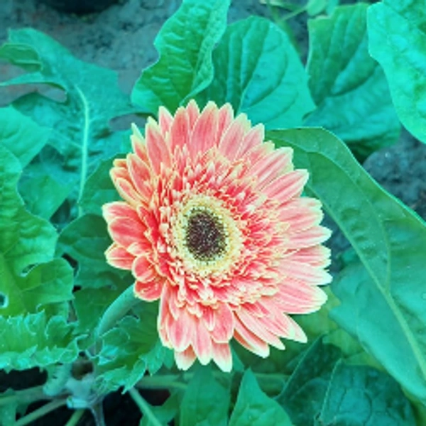 Gerbera Daisy