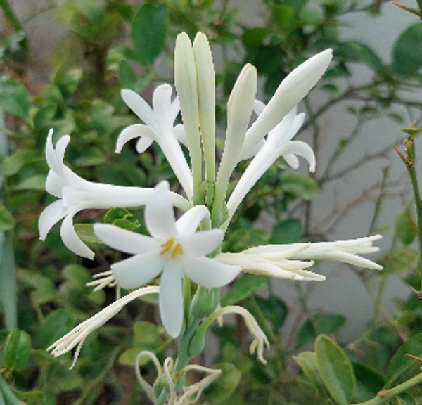 Rajnigandha