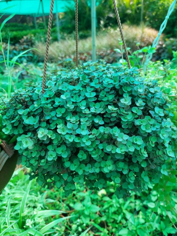 Turtle Vine