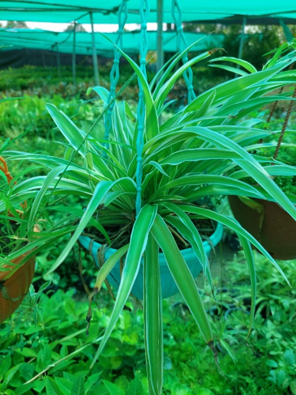 Spider Plant