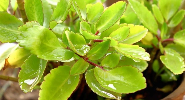 Patharchatta (Medicinal)