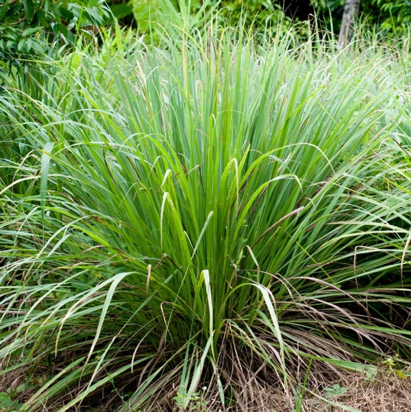 Lemongrass