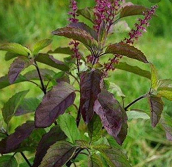 Krishna Tulsi