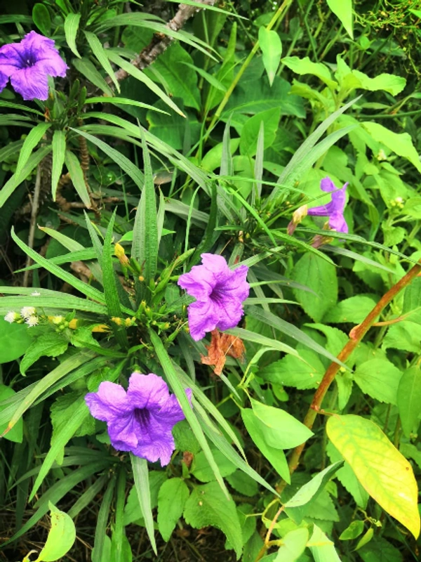 Ruellia