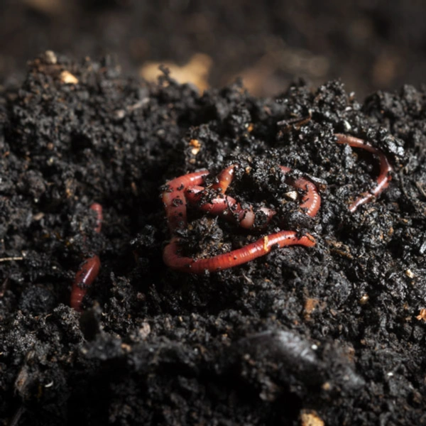 Vermi Compost (Organic Fertiliser)