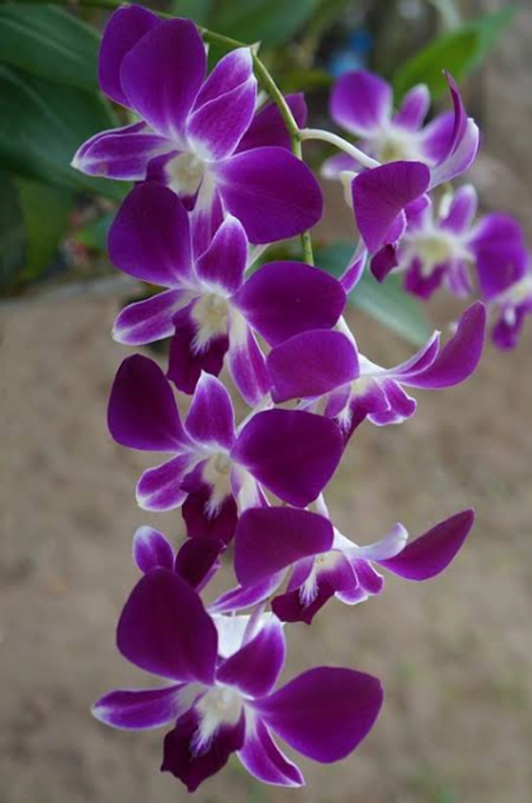 Orhcid