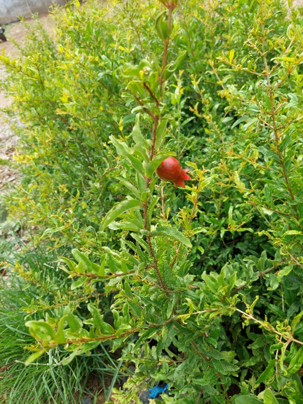 Hybrid Pomegranate (Anar)