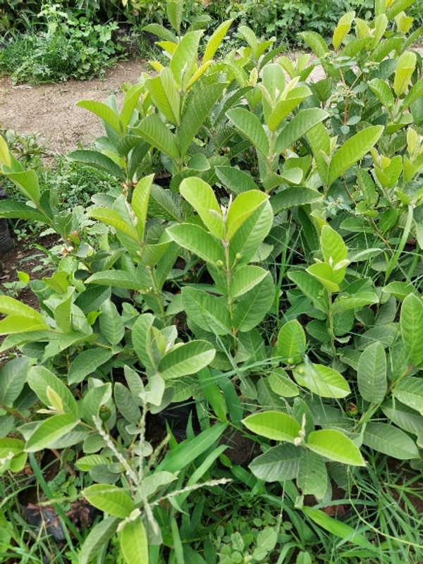Hybrid Guava 