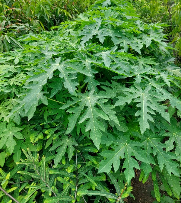 Hybrid Papaya (Papita)