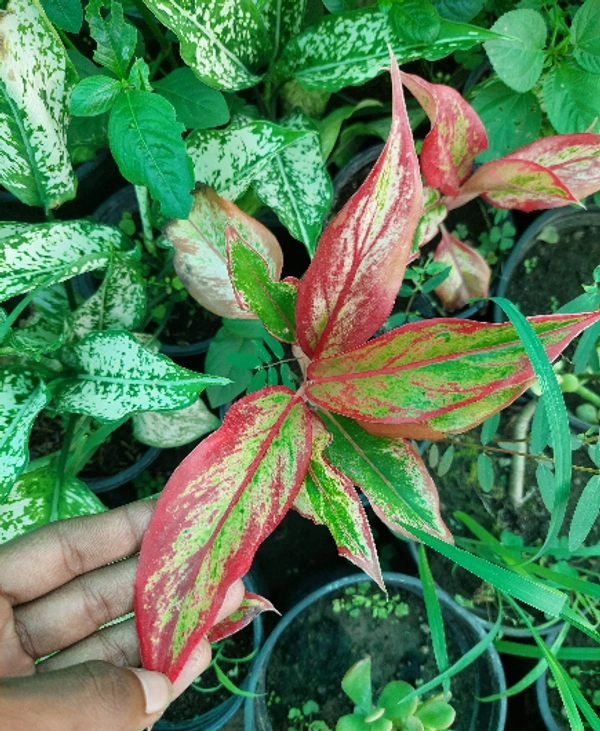 Red Aglaonema