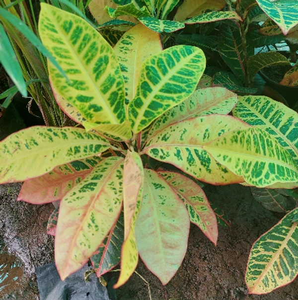 Croton Petra
