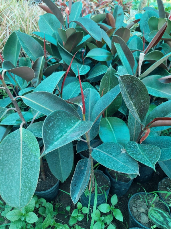 Rubber Plant