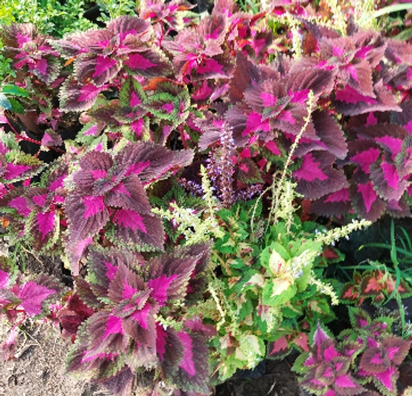 Coleus