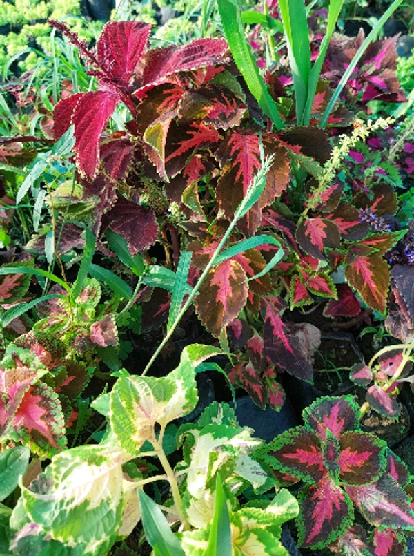 Coleus