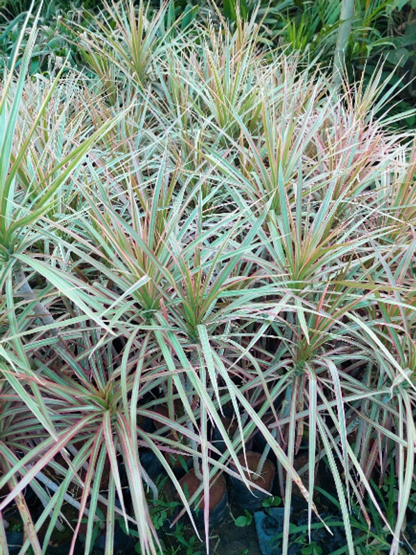 Dracaena