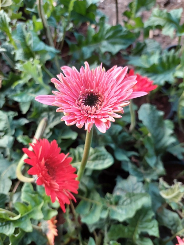 Gerbera Daisy