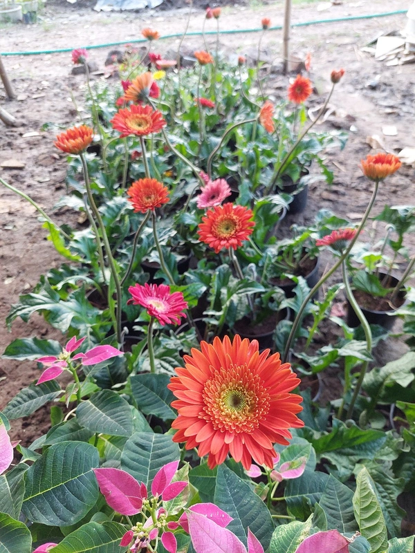 Gerbera Daisy