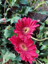 Gerbera Daisy