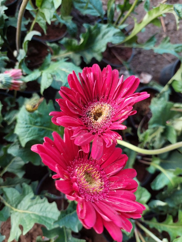 Gerbera Daisy