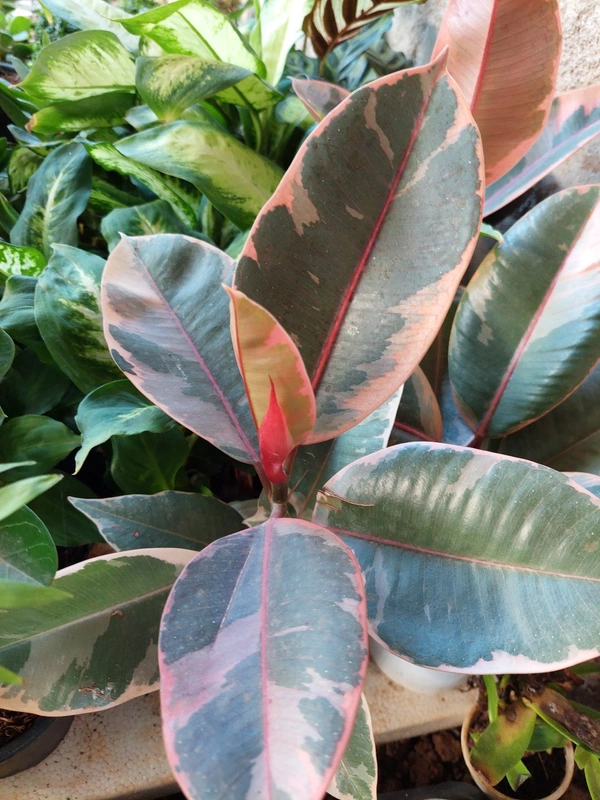 Ruby Rubber Plant
