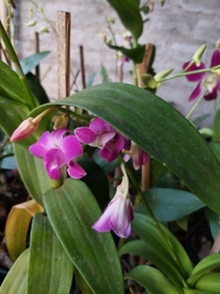 Orchid