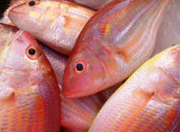 Red Snapers/ சங்கரா(One Kg)