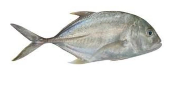 Trevelly (One kg)/ தேங்காய் பாறை
