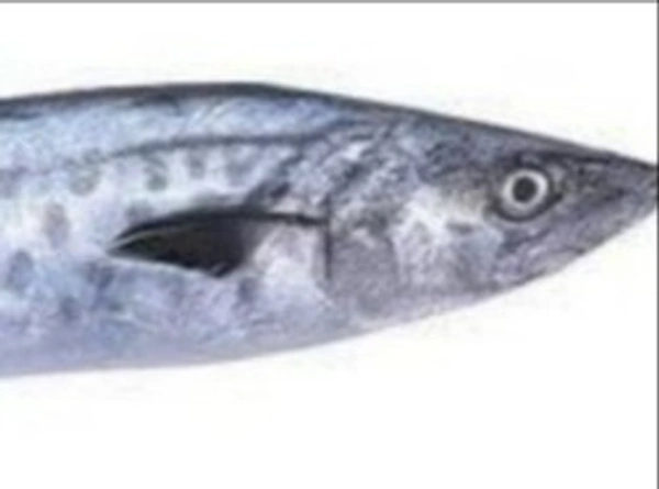Seer Fish Small/கை வஞ்சரம்