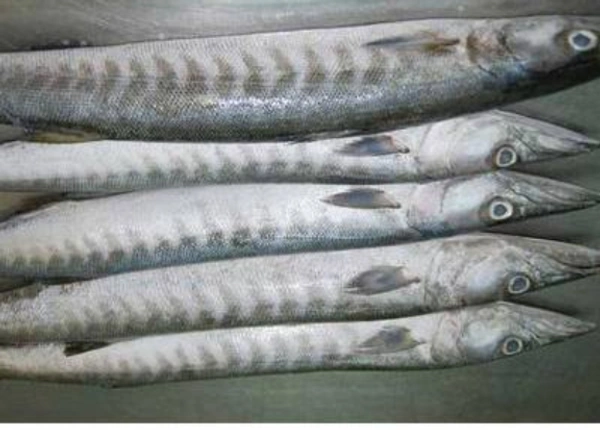 Barracuda(Small) / சீலா மீன்