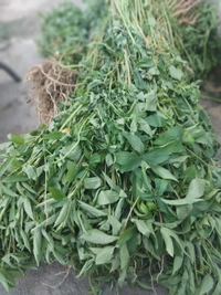 Gongura/Hibiscus Pickle - 250 gms