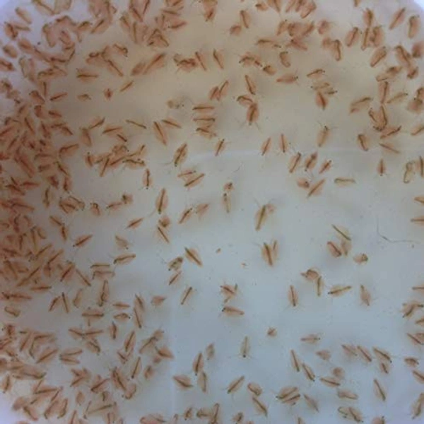 Daphnia - red