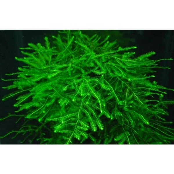 Java Moss (Bunch) - green, 1 bunch