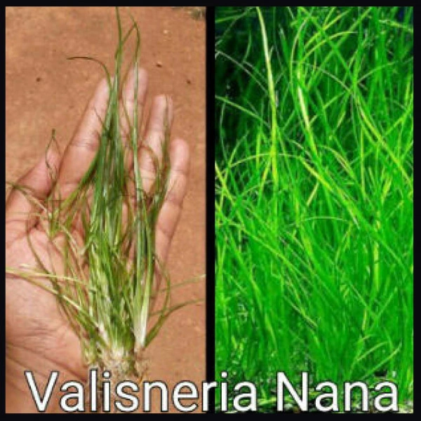 Valisneria