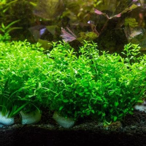 Pearl Weed