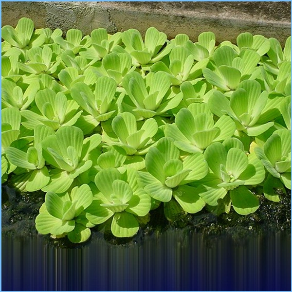 Water Cabbage