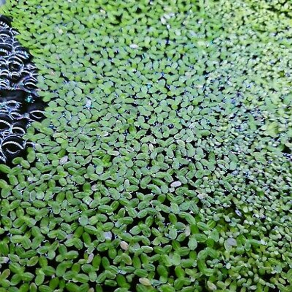 Duck Weed - light green