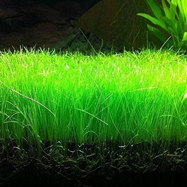 Dwarf Hair Grass