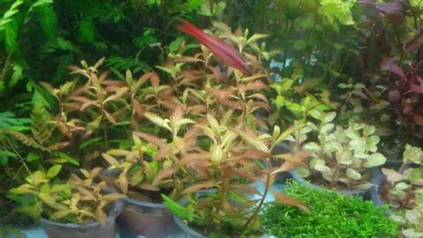 Red Myrophyllum(Stem)