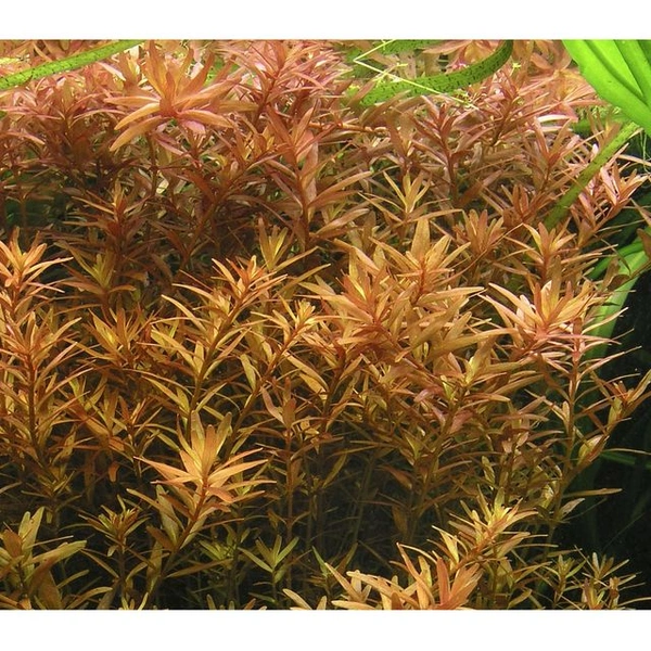 Rotala Roundifolia Green