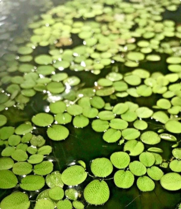 Water Salvinia