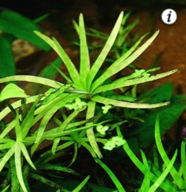 Sagittetia