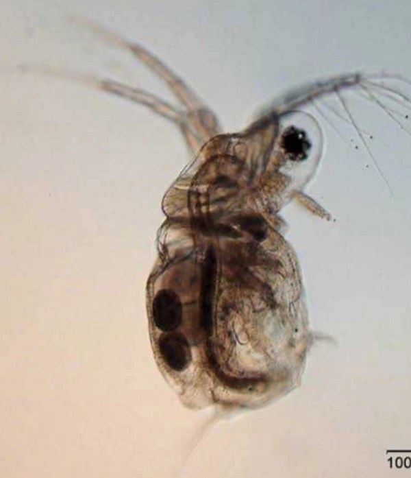 Moina Micrura