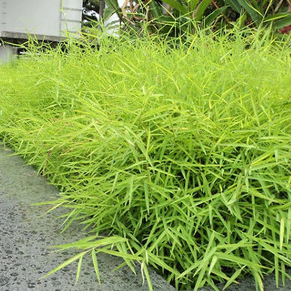 Live  Bamboo Grass - green